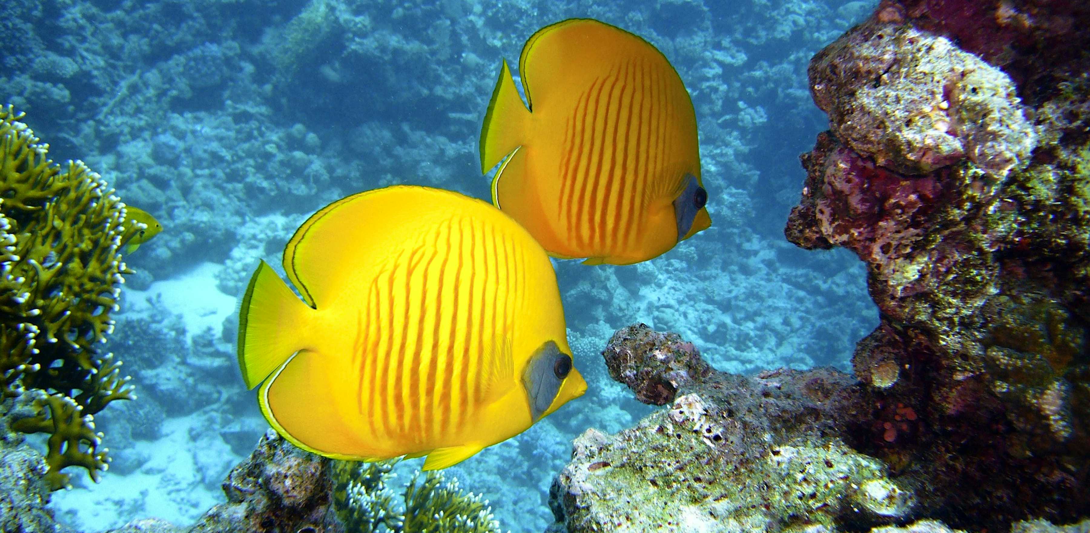 Panorama-Ansicht von luxuriösen Hotels an einem tropischen Strand mit Palmen und türkisfarbenem Wasser