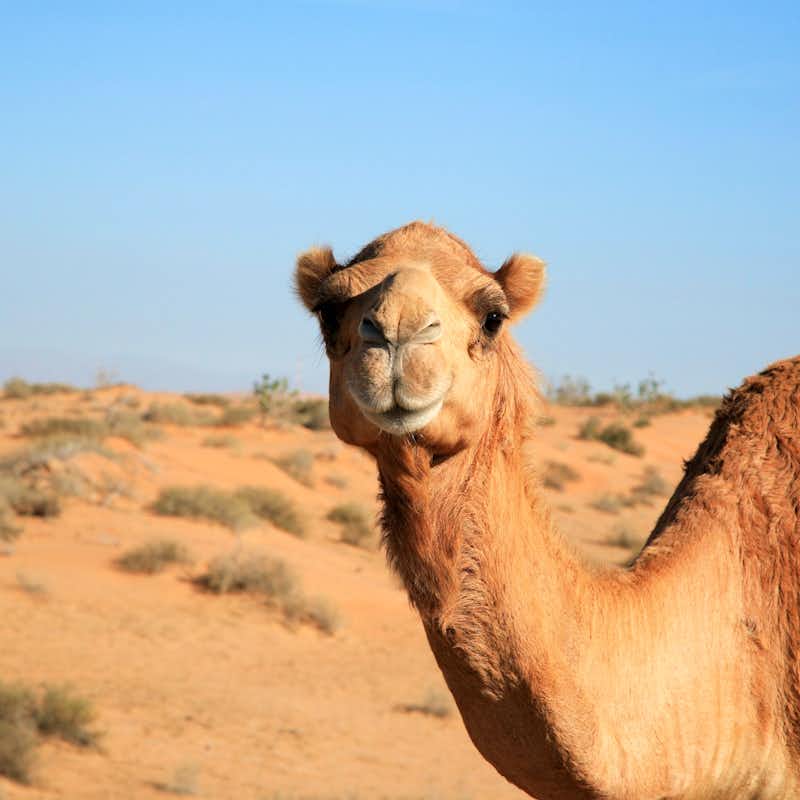 Skyline von Dubai mit dem Burj Khalifa und der Sheikh Zayed Road bei Nacht